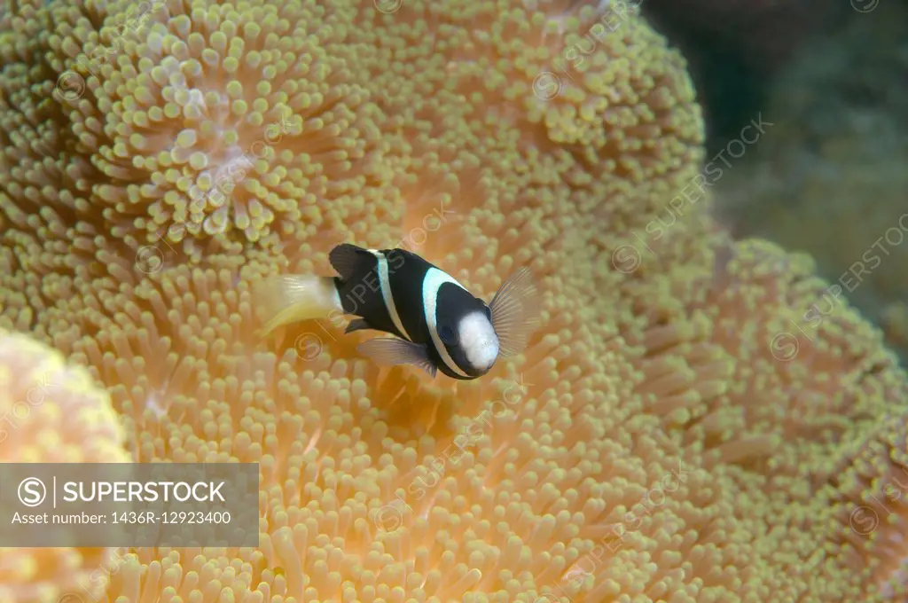 Sebae clownfish (Amphiprion sebae) South China Sea, Redang Island, Malaysia, Asia.