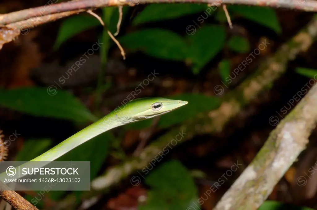 Long-nosed Tree Snake, Green vine snake, Long-nosed Whip Snake or Asian vine snake (Ahaetulla nasuta) Sinharaja Forest Reserve, national park, Sinhara...