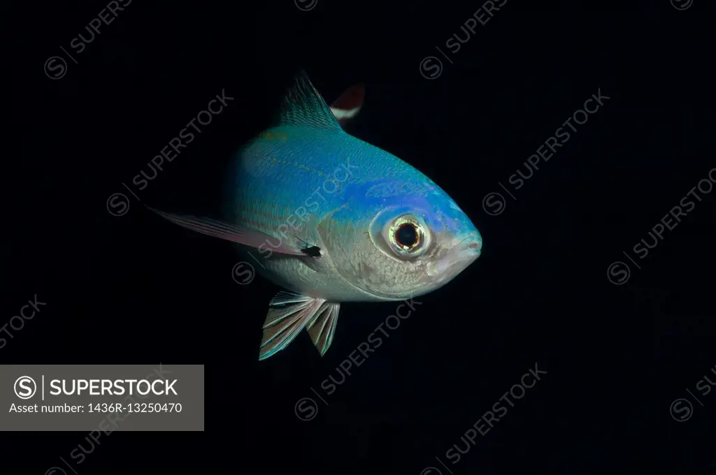 Lunar Fusilier, Blue fusilier, Moon fusilie, Moon caesio or Bluefish (Caesio lunaris) Red sea, Egypt, Africa.