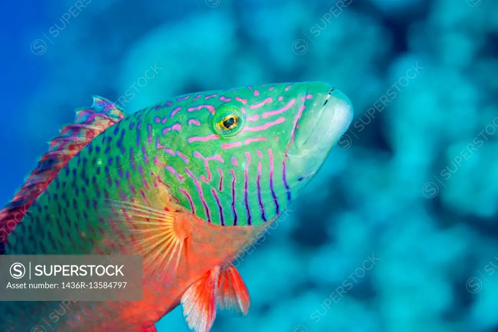 Cheek-lined wrasse or Bandcheek wrasse (Oxycheilinus digramma) Red sea, Sharm El Sheikh, Sinai Peninsula, Egypt.