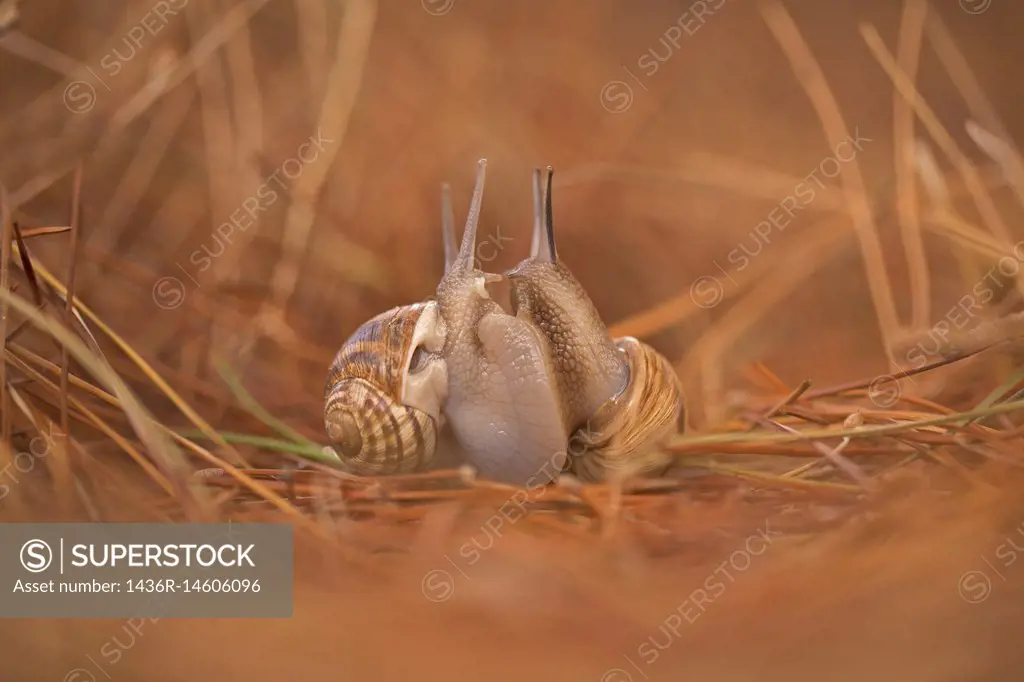 Two snails (Helix engaddensis) mating. Helix engaddensis is a species of snail common in the Levant, both in Mediterranean, desert and montane climate...