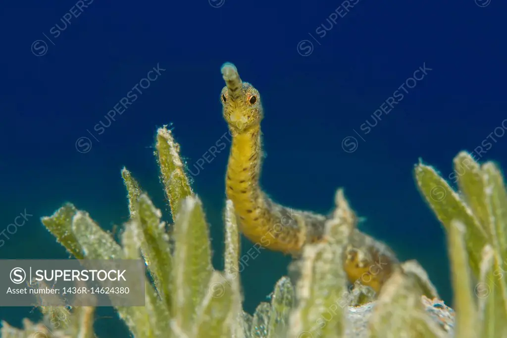 Short-tailed Pipefish (Trachyrhamphus bicoarctatus) on the sea grass.