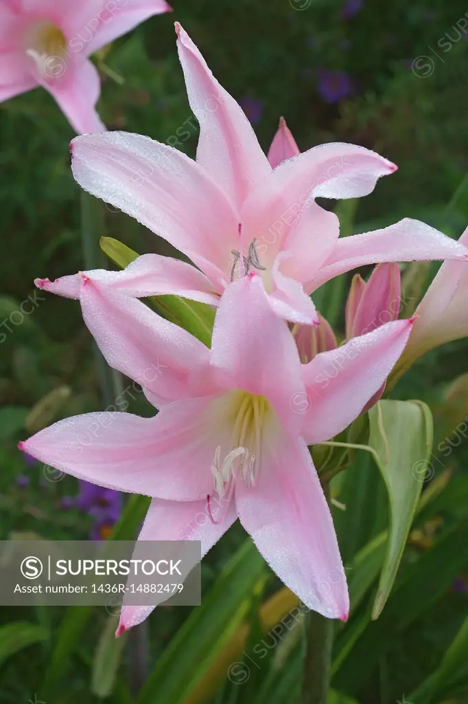 Crinodonna lily (x Amarcrinum Fred Howard). Called Fred Howard Amacrinum also. Hybrid between Amaryllis belladonna and Crinum moorei.