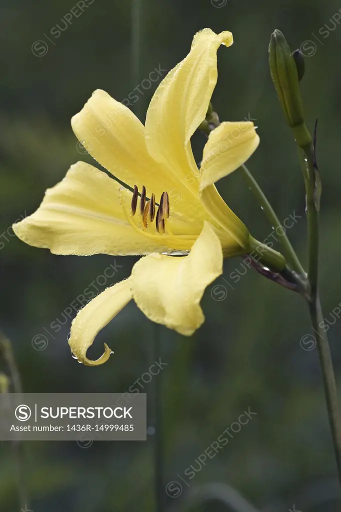Yellow daylily (Hemerocallis lilioasphodelus). Known also as Lemon day-lily, Lemon Lily and Custard Lily. Another scientific name is Hemerocallis flav...