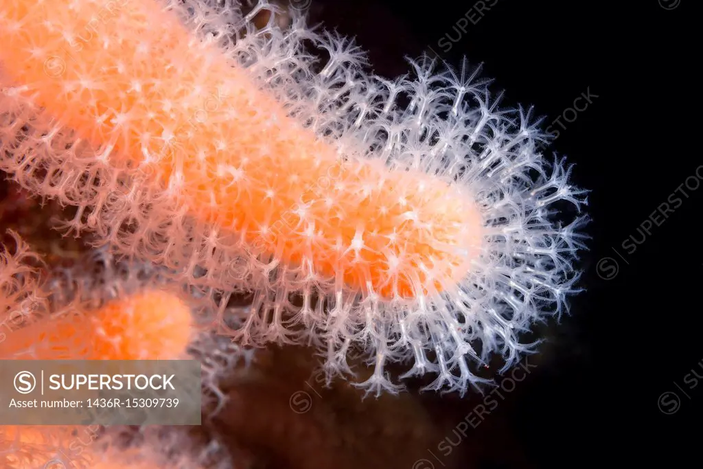 Close-up of polyps soft Fingers Coral, Dead Man´s Fingers or Light Bulb Tunicate (Alcyonium digitatum). Northern Atlantic, Norway, Europe