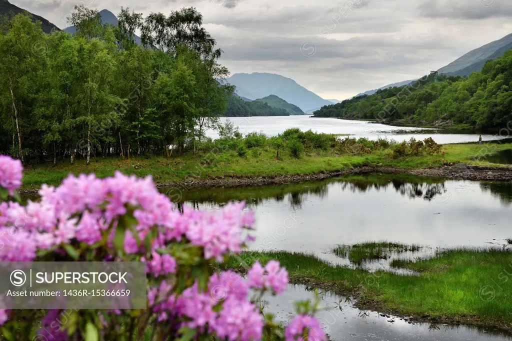 Rhododendron flowers and visitor on River Leven at the Head of Loch Leven in Kinlochleven with Pap of Glencoe sugarcone and Mamores Scotland UK.