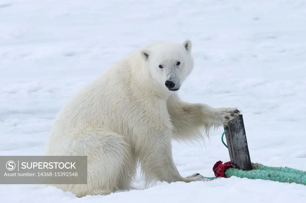 Polar Bear (Ursus maritimus) inspecting the rope and the pole that holds an expedition ship, Svalbard Archipelago, Norway.