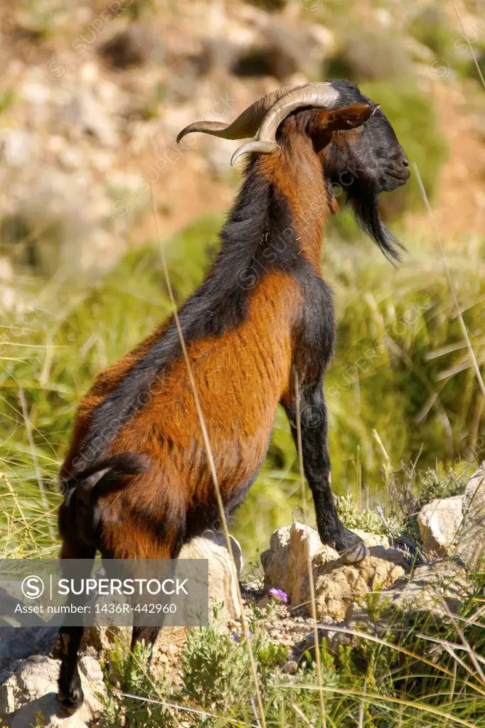 Boc Balear, wild goat, Andratx, Mallorca, Sierra de Tramuntana Trapa Balearic Spain