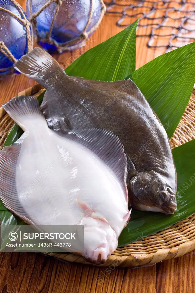 Marbled Flounder