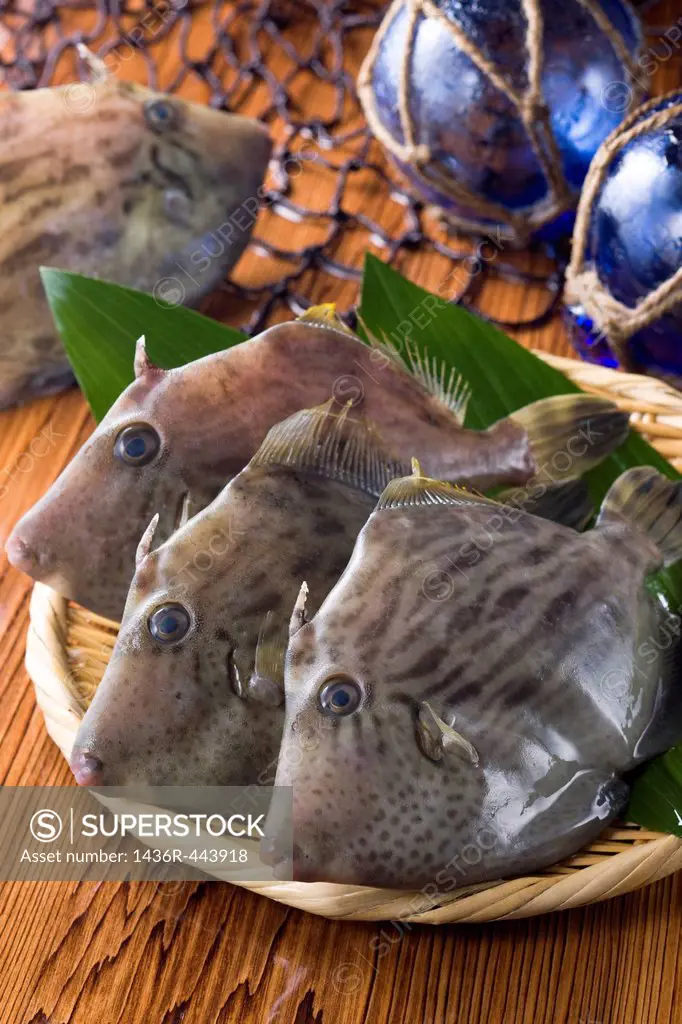 Filefish