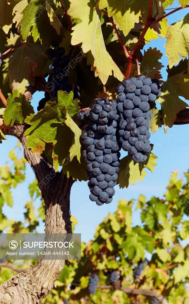 Vine with ripe grapes  Lanciego  Rioja alavesa wine route  Alava  Basque country  Spain