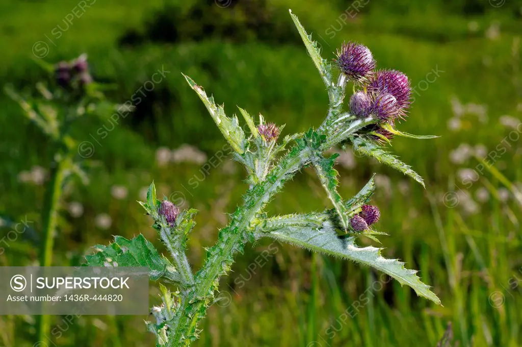 Greater burdock, edible burdock, burdock, lappa Arctium lappa  Lake Baikal, Siberia, Russian Federation