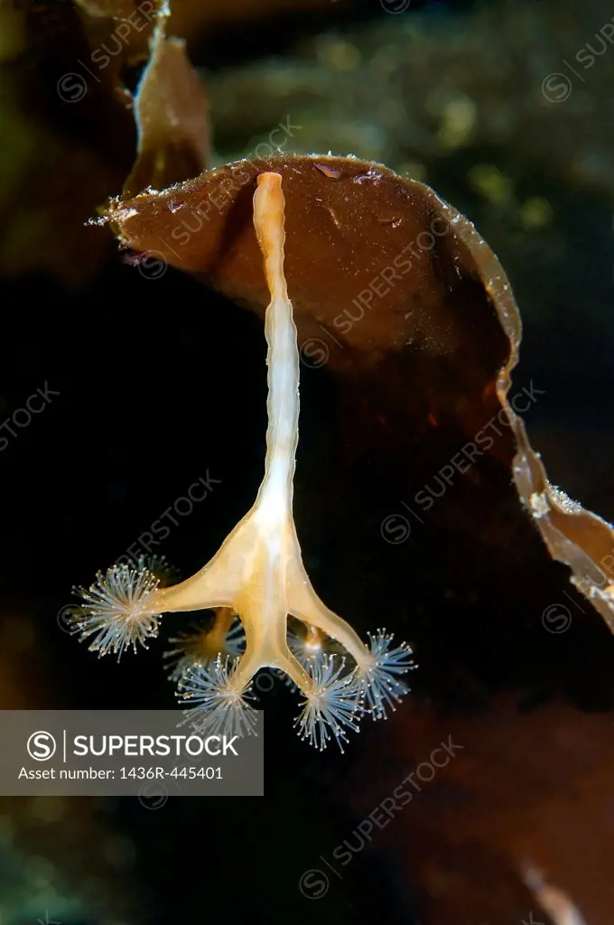 Sedentary jellyfish Lucernaria quadricornis Arctic, Russia, Kareliya, White sea