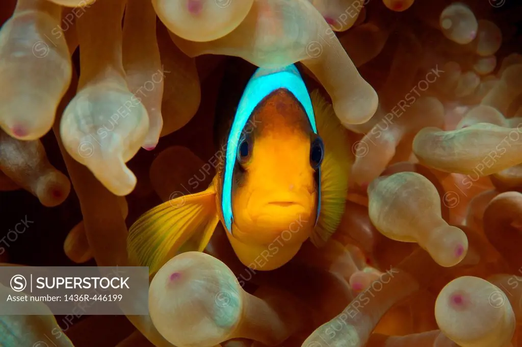 Two-banded clownfish, Anemonefish Amphiprion bicinctus, Red Sea, Egypt, Africa