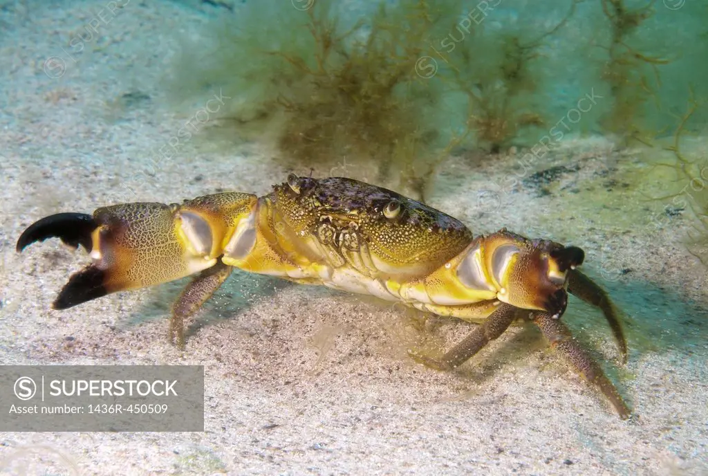 warty crab or yellow crab (Eriphia verrucosa) Black Sea, Crimea, Ukraine, Eastern Europe.