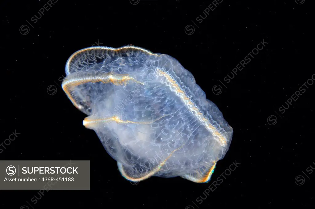 comb jelly Beroe (Beroe ovata) Black Sea, Crimea, Ukraine, Eastern Europe.