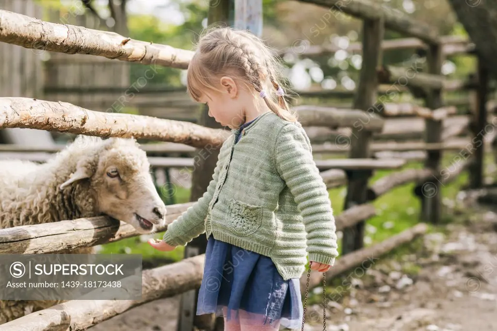 Girl feeding sheep in pen