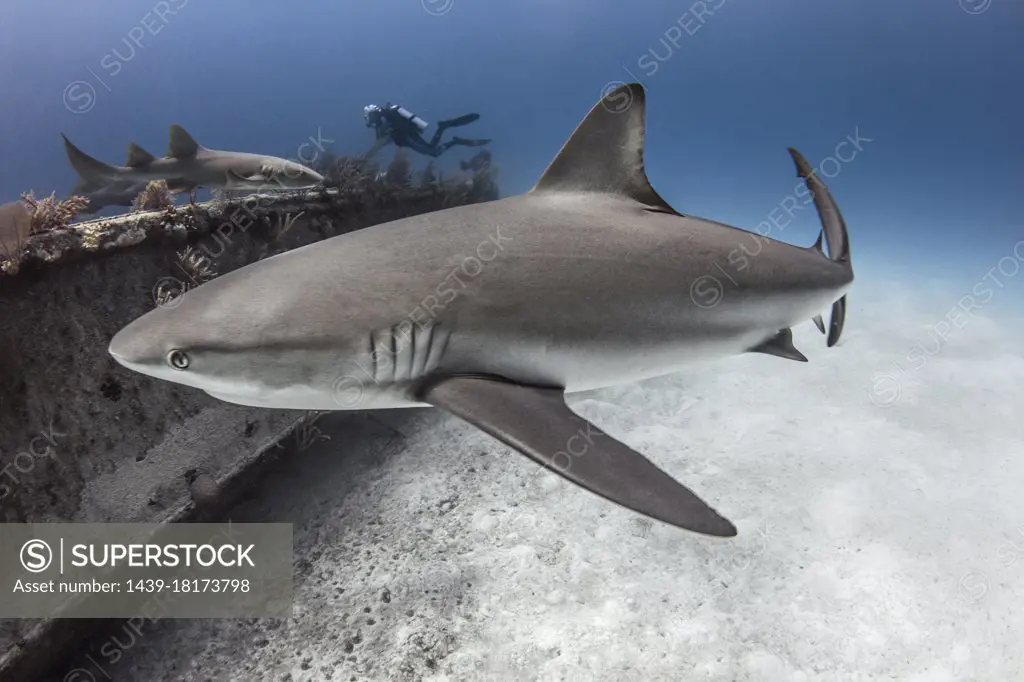 The Bahamas, Nassau, Underwater view of shark