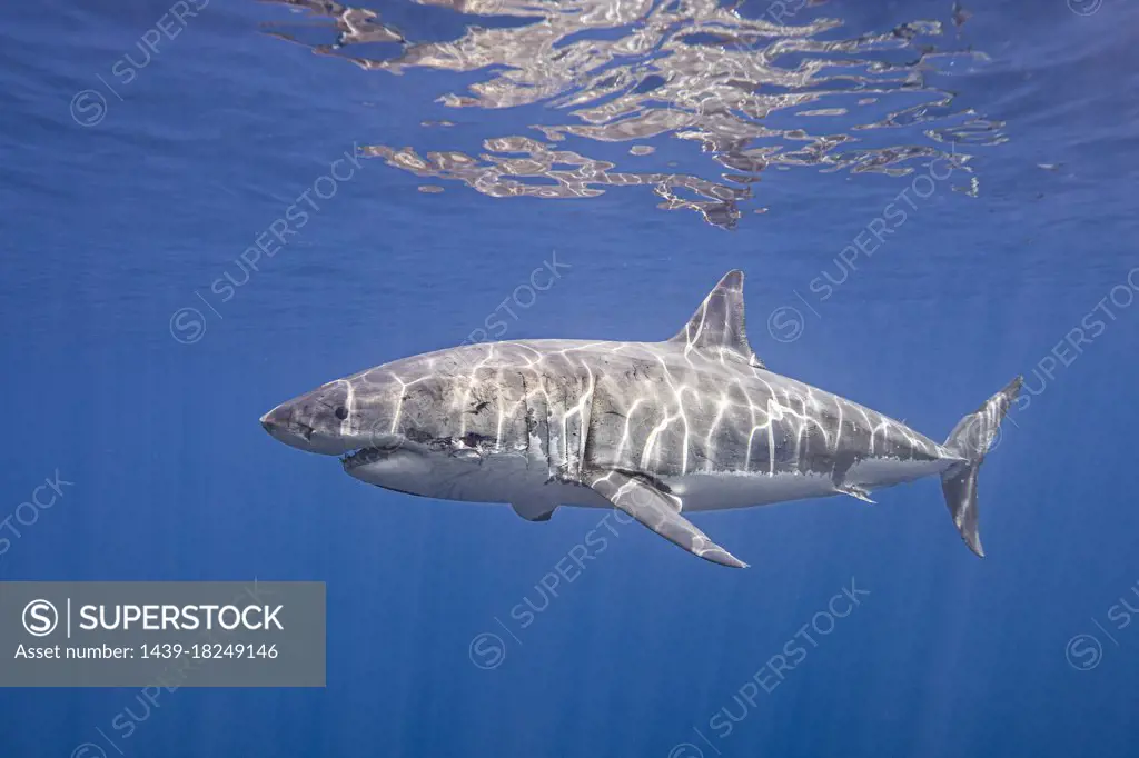 Mexico, Guadalupe Island, Great white shark (Carcharodon carcharias) underwater