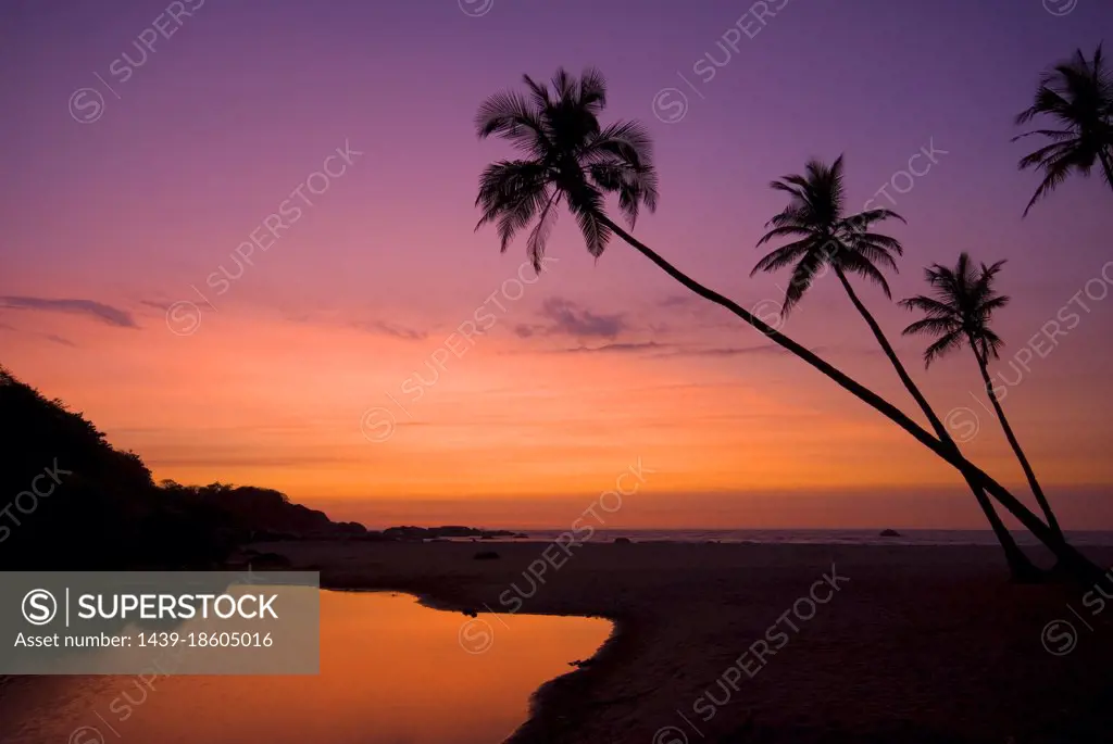 India, Silhouettes of palms against sky at sunset