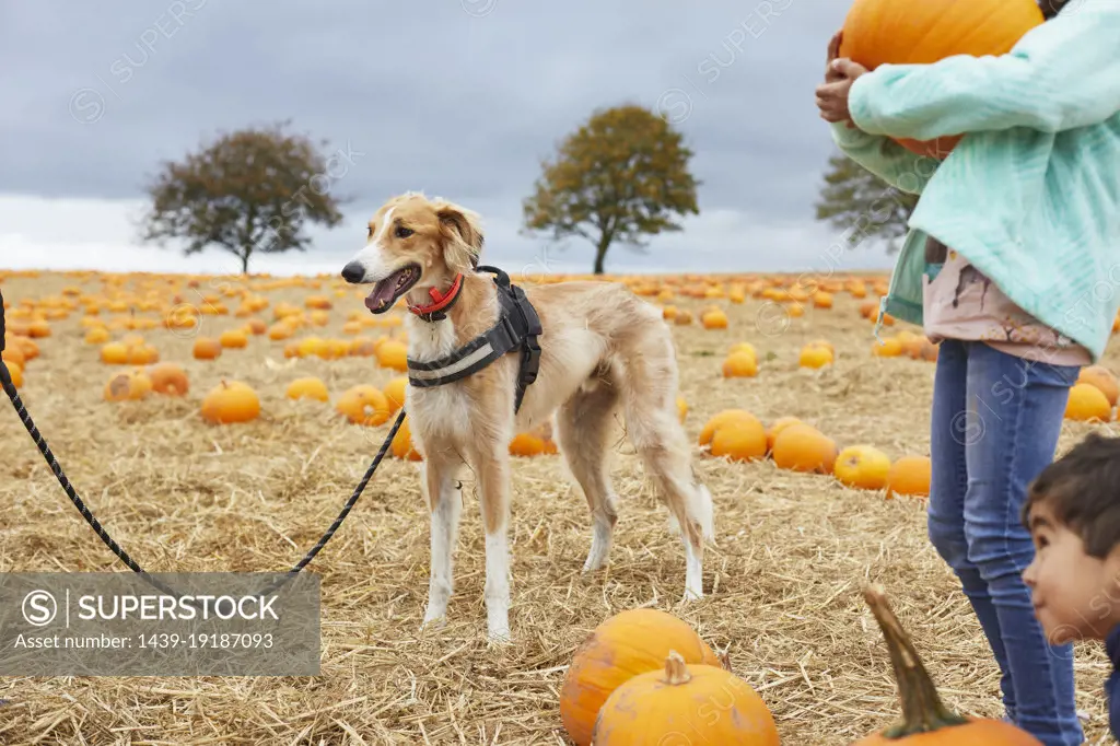 Brother (4-5) and sister (8-9) with dog inÊpumpkinÊfield