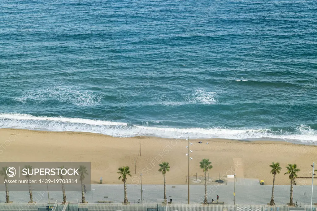 Spain, Catalonia, Barcelona, Palm trees along beach and sea