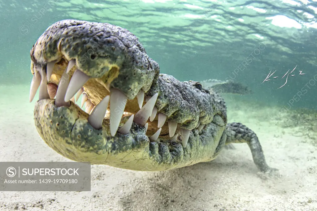 Underwater view of American Crocodile 