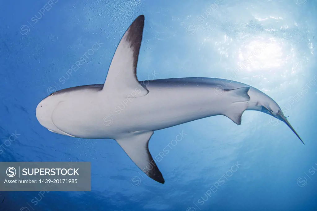 Bahamas, Nassau, Low angle view of shark swimming in sea