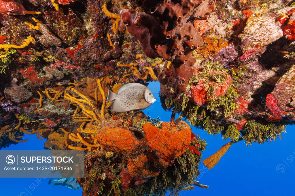 Bahamas, Nassau, Tropical fish swimming near colorful coral reef