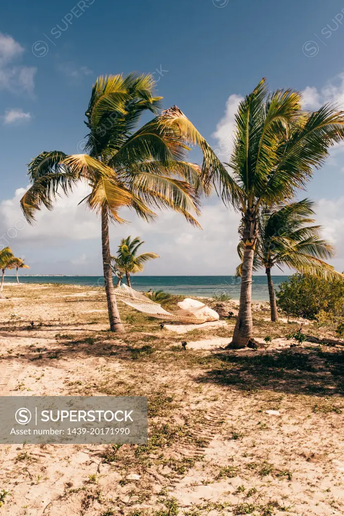 Antigua and Barbuda, Barbuda, Palm trees on beach