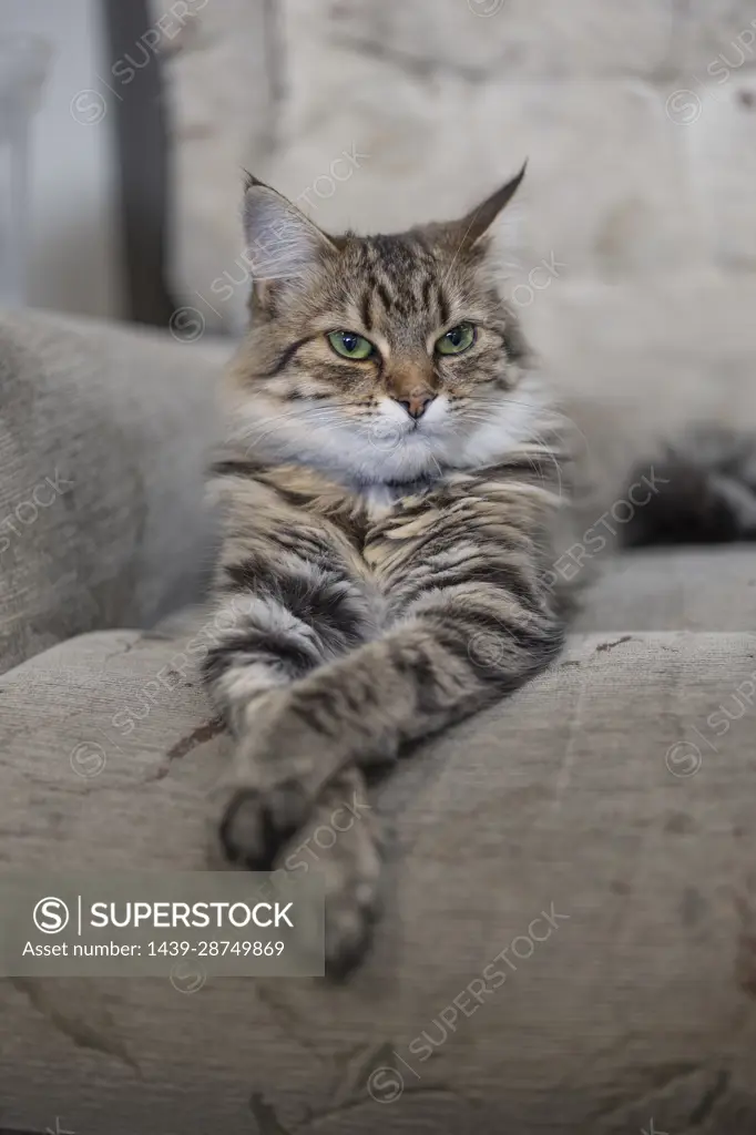 Close-up of domestic cat lying on sofa