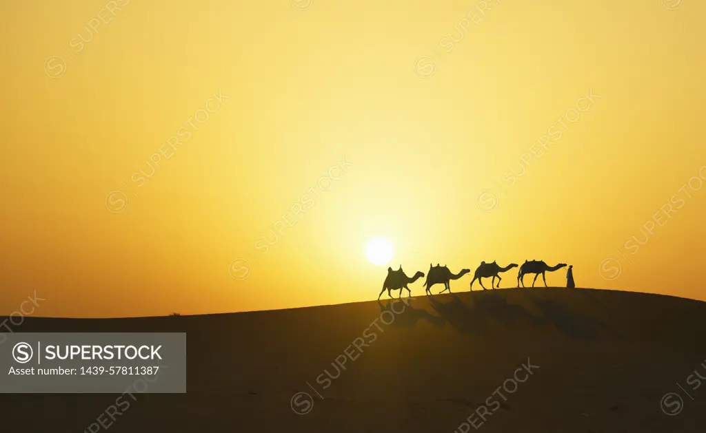 Camel caravan in desert at sunset, Dubai, United Arab Emirates