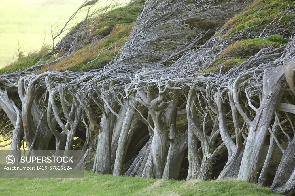 Row of trees bent by prevailing winds, South Island, New Zealand