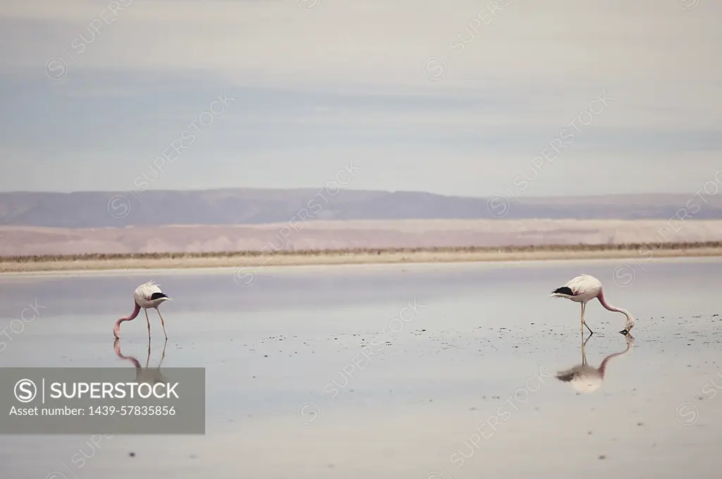 Flamingos, Salar de Atacama, Chile