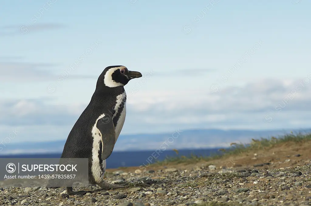 Magellanic penguin (Spheniscus magellanicus) Magdalena Island, Punta Arenas, Chile