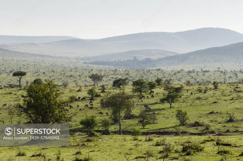 Masai Mara National Reserve, Kenya