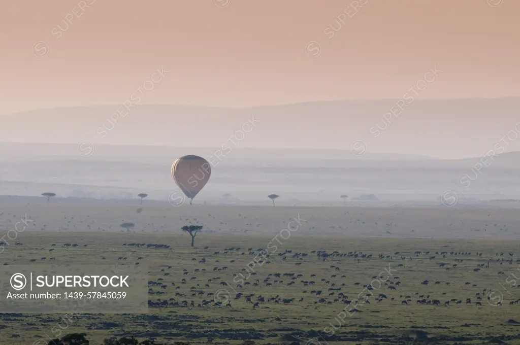 Balloon safari over Wildebeest migration, Masai Mara National Reserve, Kenya