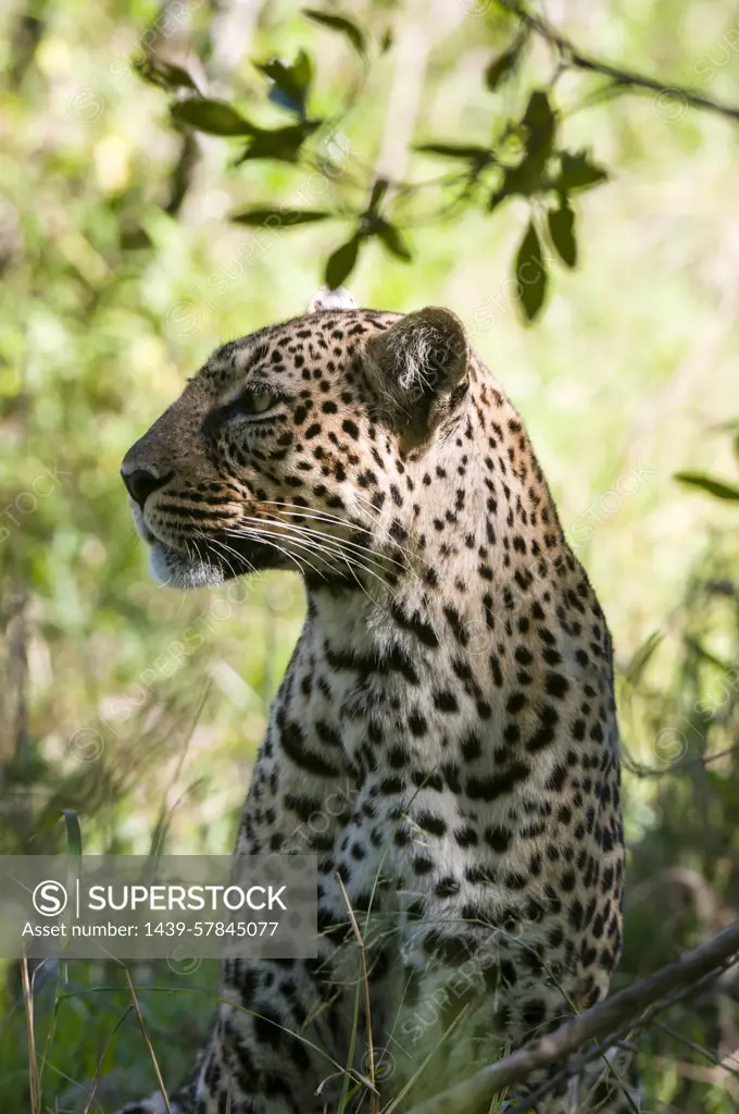 Leopard (Panthera pardus), Masai Mara National Reserve, Kenya