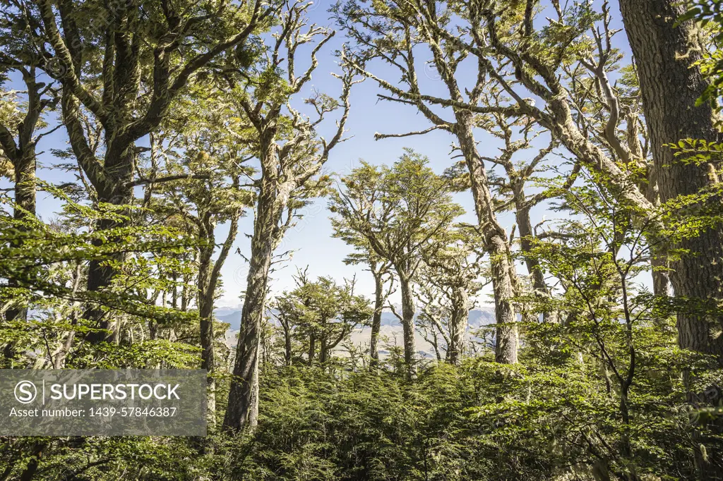 View of forest, Coyhaique National Reserve, Coyhaique Province, Chile