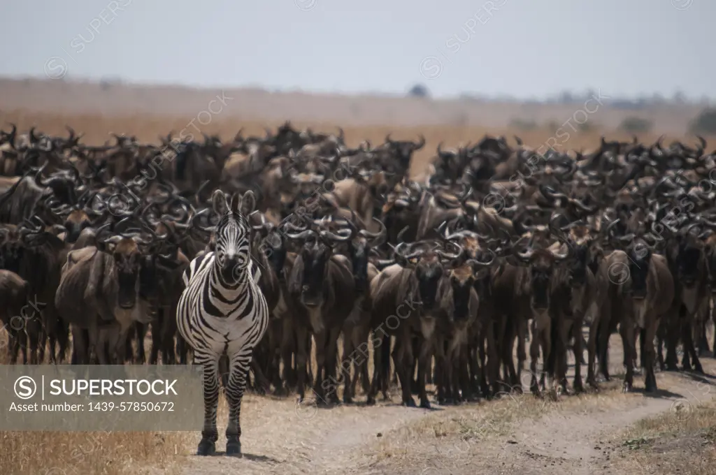 Zebra leading hundreds of wildebeests on their yearly migration through the Mara River, between Tanzania and Kenya