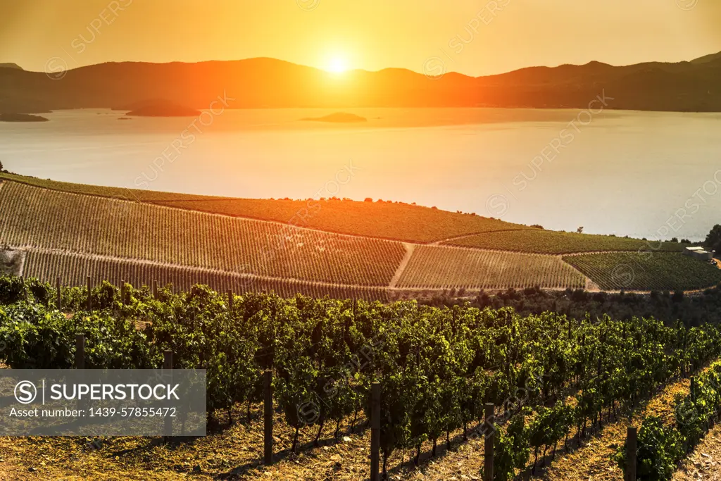 Farmland on coast by sea at sunset, Adamovec, Grad Zagreb, Croatia, Europe