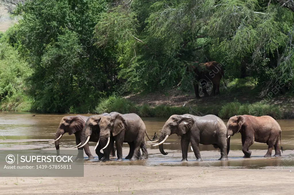 Elephants (Loxodonta africana), Tsavo East National Park, Kenya