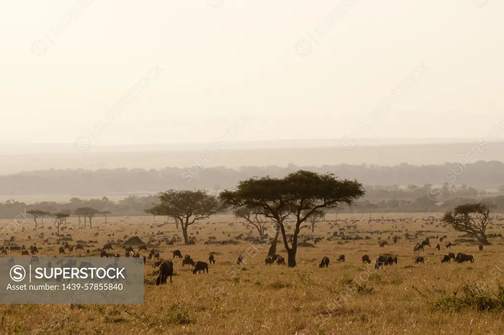 Wildebeest (Connochaetes taurinus), Masai Mara, Kenya