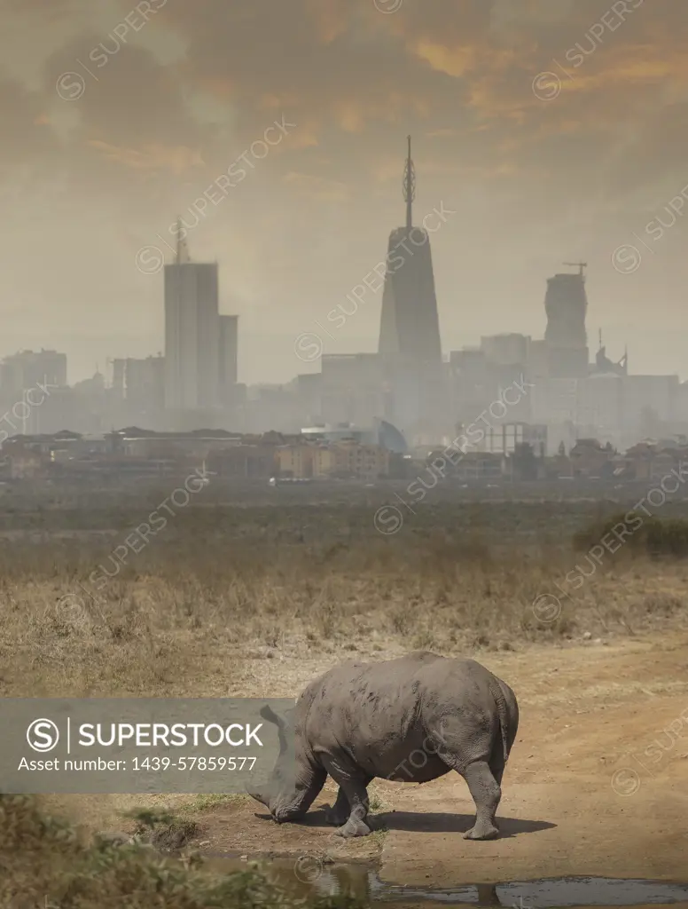 Black rhino grazing, Nairobi National Park, Nairobi, Kenya, Africa