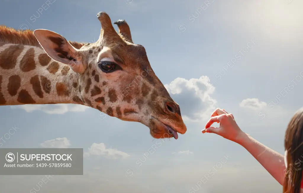 Woman feeding giraffe, Nairobi National Park, Nairobi, Kenya, Africa