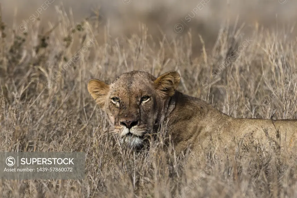 Lion (Panthera leo), Tsavo, Kenya, Africa