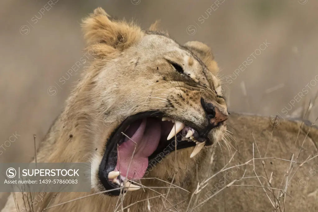 Lion (Panthera leo), mouth open, Tsavo, Kenya, Africa