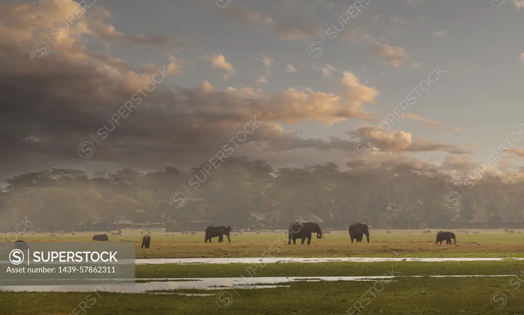 Herd of elephants in Amboseli National Park, Amboseli, Rift Valley, Kenya