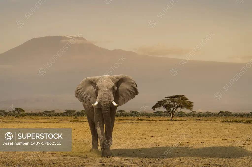 Portrait of elephant, Amboseli National Park, Amboseli, Rift Valley, Kenya