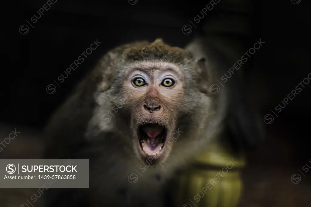 Monkey on the Monkey Island, Ha Long Bay, Vietnam